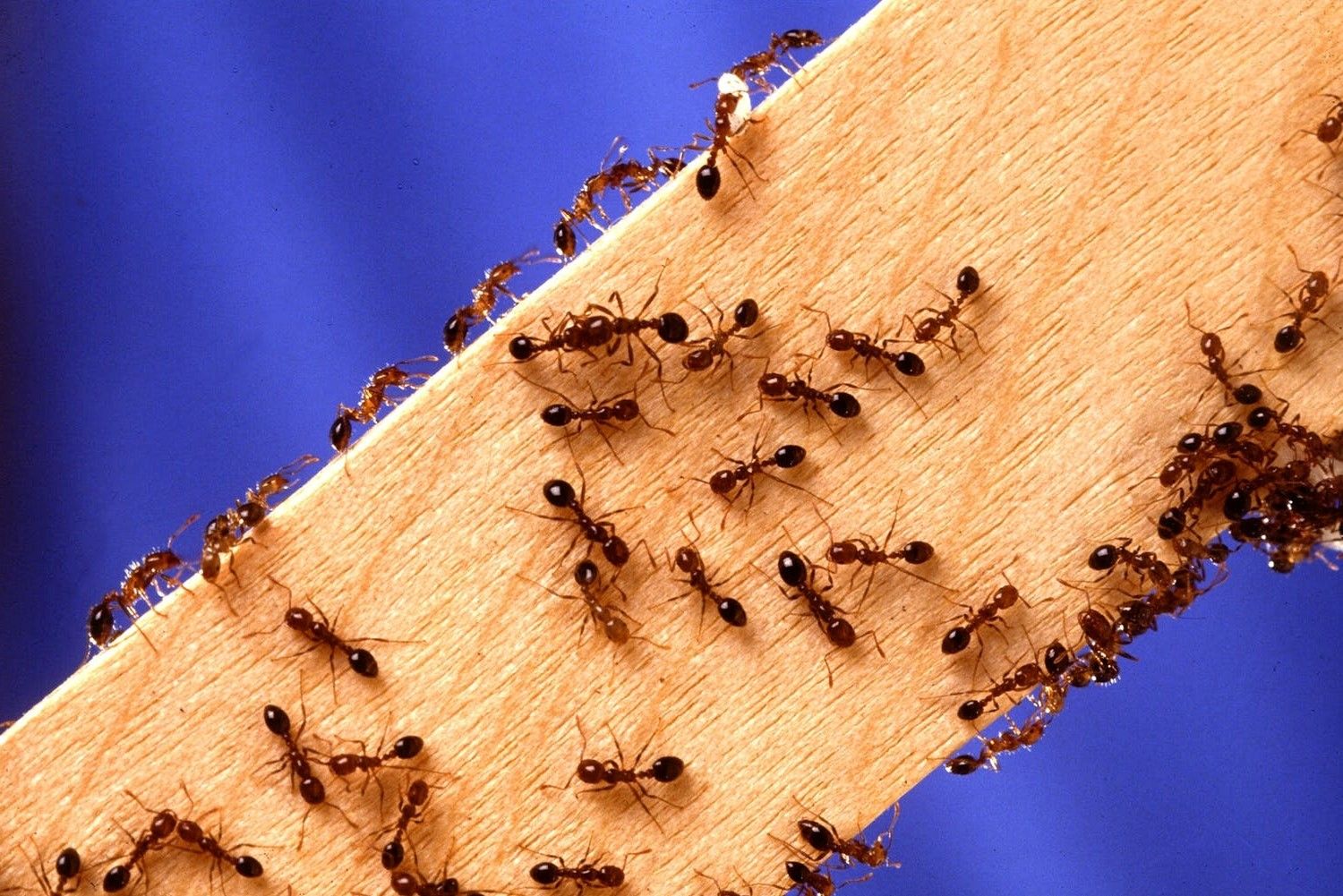Common Pests and How to Avoid Them