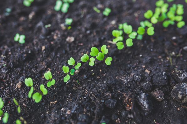 How to Get Rid of Nasty Weeds